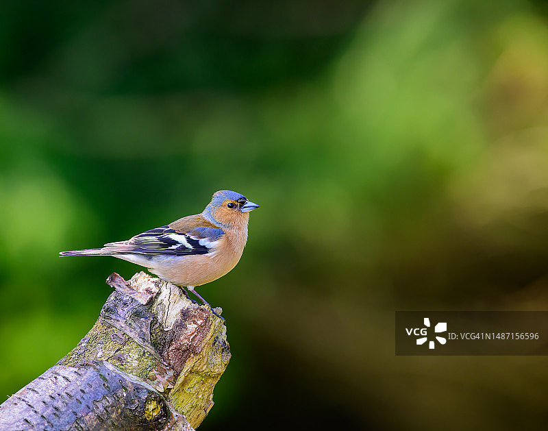 英国南约克郡树枝上的苍头燕雀特写图片素材