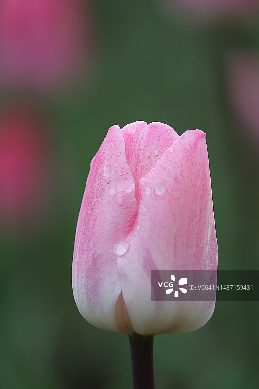 粉色玫瑰的特写图片素材