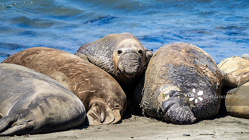 美国加利福尼亚州圣路易斯奥比斯波县海滩海豹特写图片素材