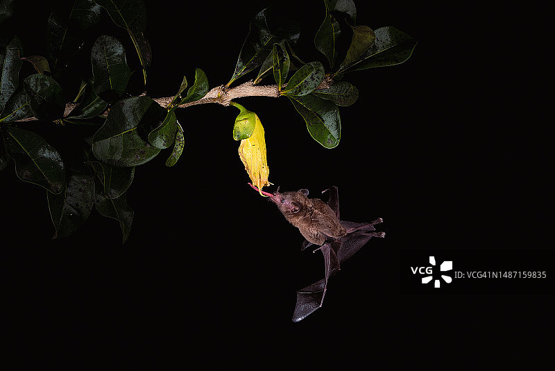 植物特写：来自哥斯达黎加米拉多尔埃尔皮佐特图片素材
