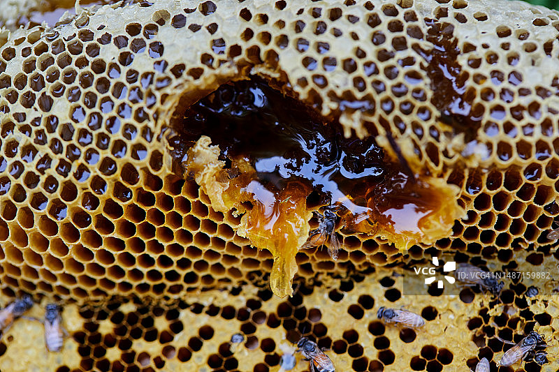 泰国农磨兰普府蜂巢上的蜜蜂特写图片素材