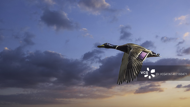 鸭子在天空中飞行的低角度视角，比利时图片素材