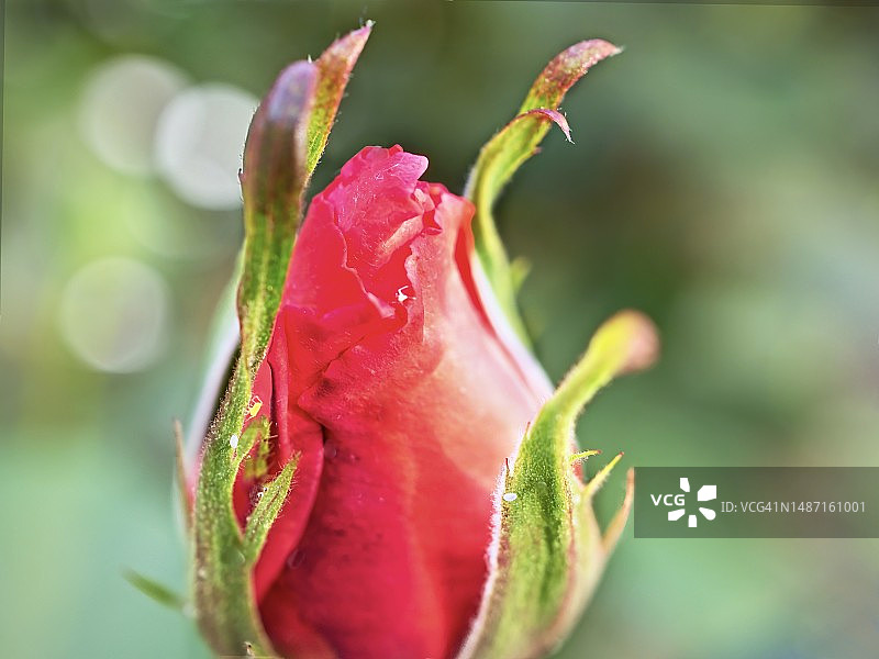 红色玫瑰花蕾特写，洛斯阿尔托斯，加利福尼亚州，美国图片素材