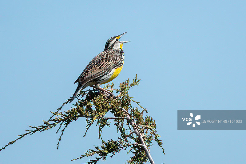仰视角度拍摄的栖息在树上的西部草地鹨图片素材