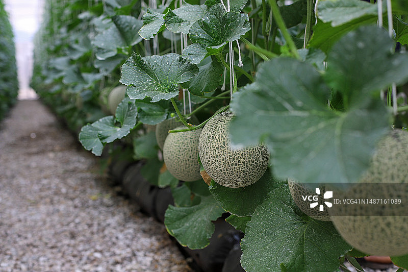 老挝温室种植的有机甜瓜图片素材