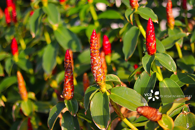 穗花闭鞘姜花卉植物自然背景，选择性聚焦，老挝图片素材