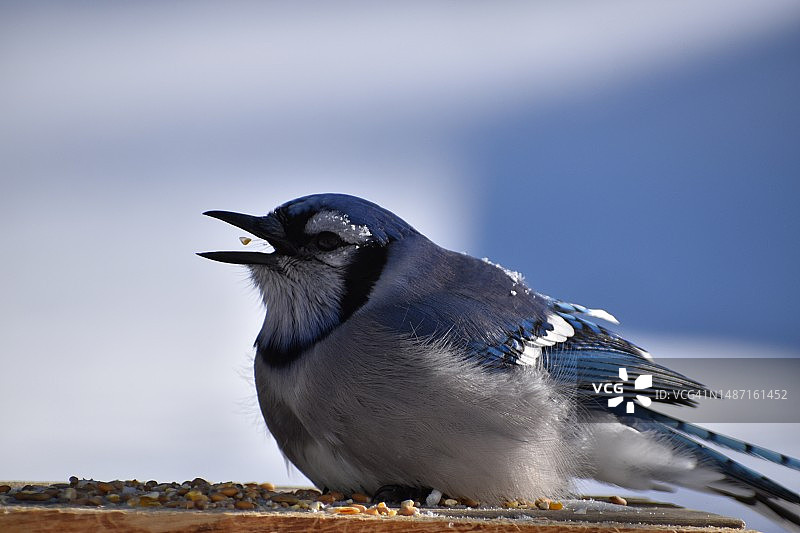 加拿大屋顶上的蓝松鸦特写图片素材