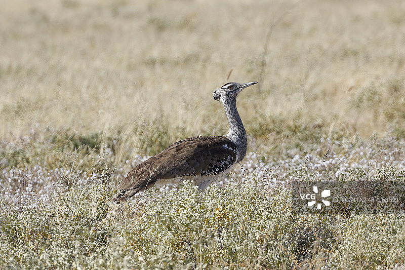 柯里鸨栖息在草地上的侧视图，博茨瓦纳图片素材