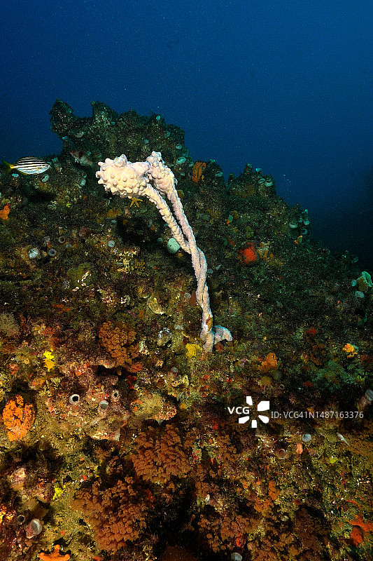 澳大利亚维多利亚州菲利普港海域珊瑚特写图片素材