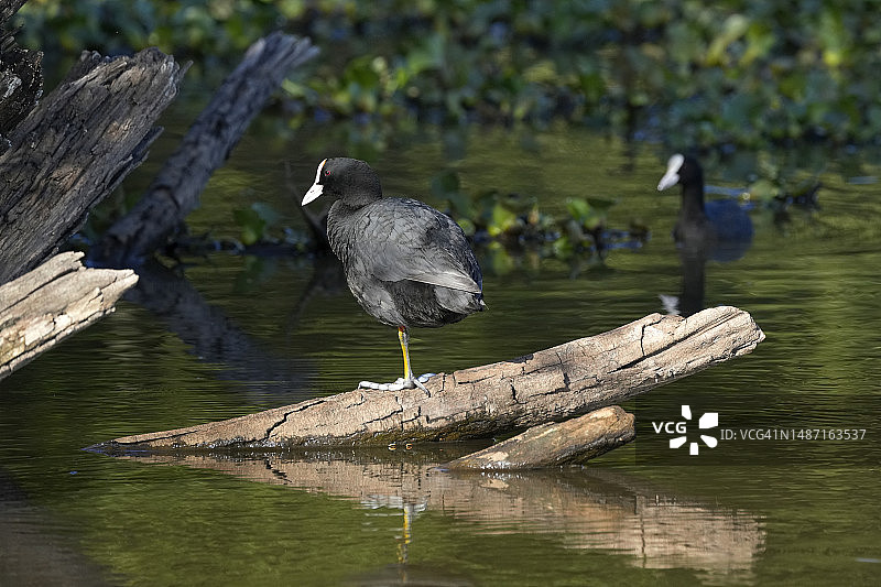 葡萄牙埃斯皮涅尔，骨顶鸡栖息在木桩上的俯视照片图片素材