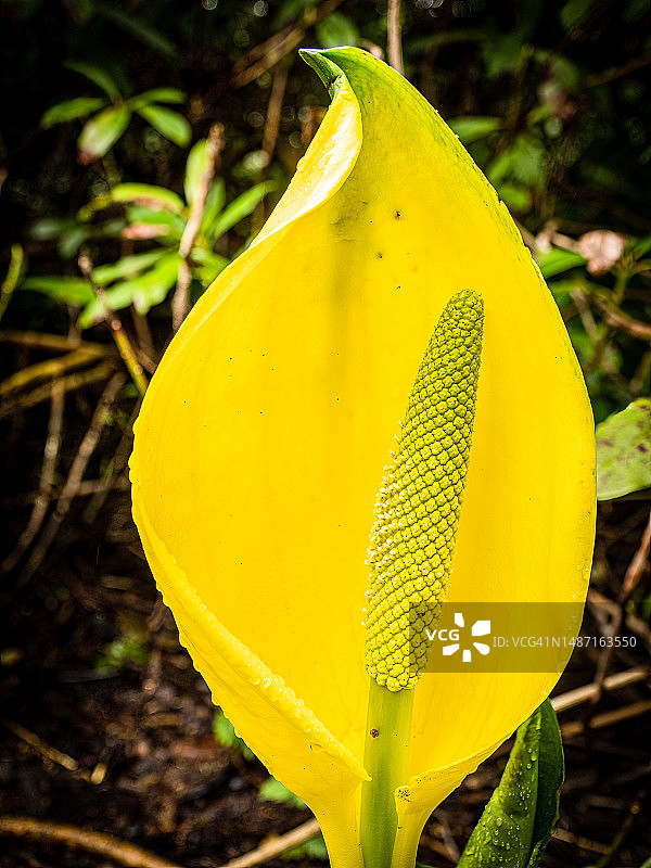 英国波特帕特里克田野上黄色花朵的特写图片素材