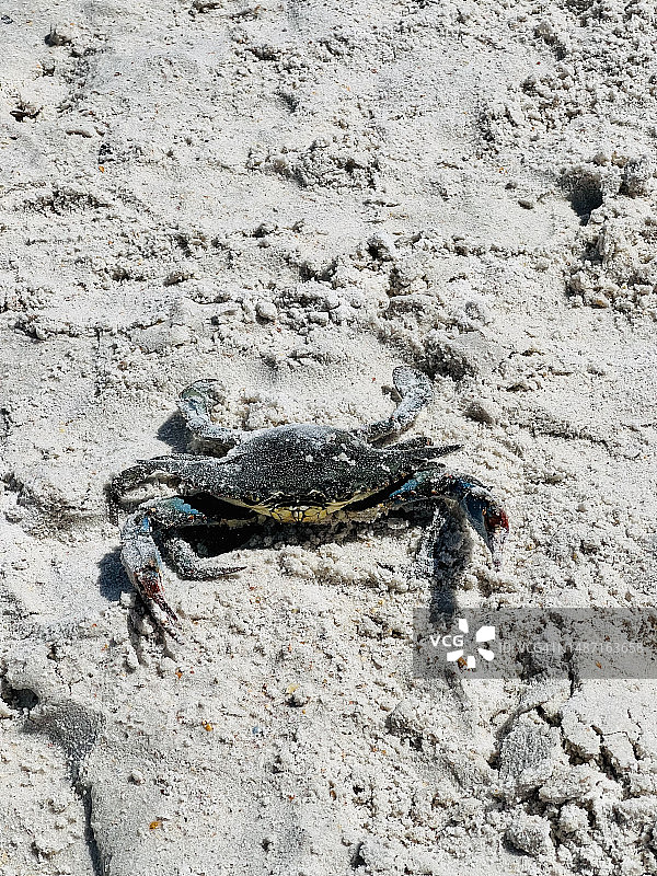 美国佛罗里达州巴拿马城海滩沙滩上的蜥蜴图片素材