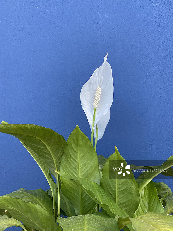 白色开花植物特写，蓝色天空，巴西图片素材