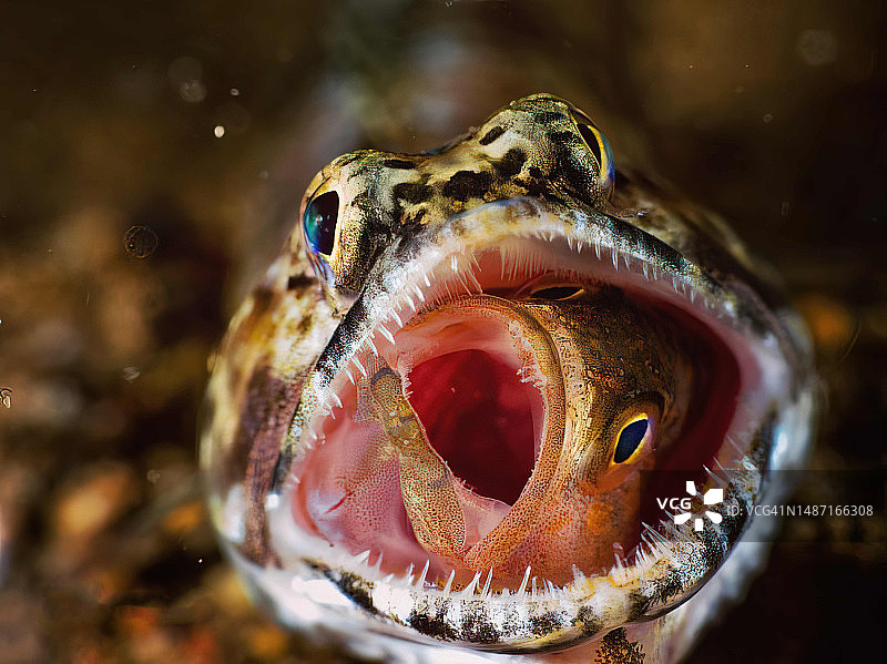 蜥蜴鱼捕食小型石斑鱼图片素材
