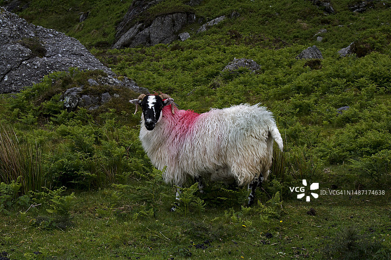 爱尔兰邓加文格莱布，田野上的绵羊肖像图片素材