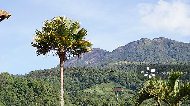 棕榈树景观风景图片素材