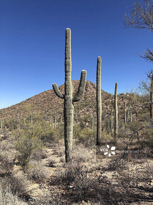 亚利桑那州图森市，山和蓝天下的仙人掌图片素材