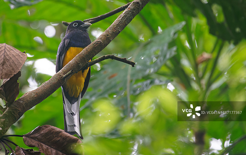 绿背美洲咬鹃图片素材