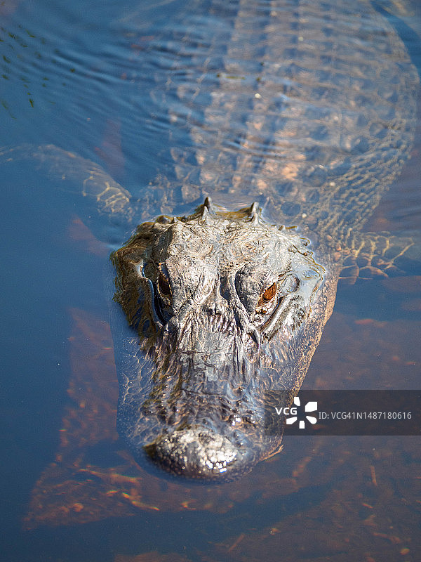 佛罗里达州南部大沼泽地热带湿地中的鳄鱼图片素材