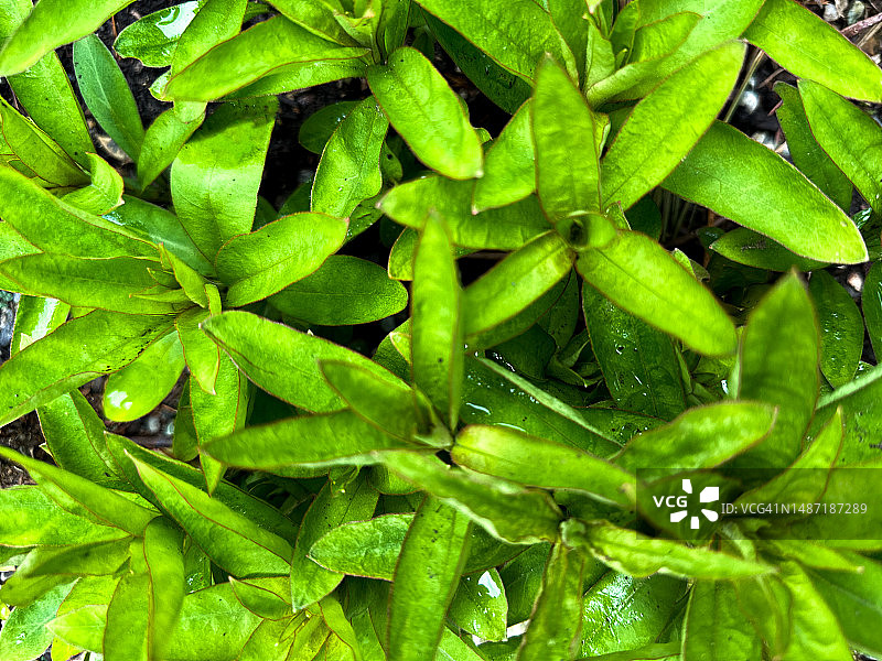 春天里发芽的鹅颈植物图片素材