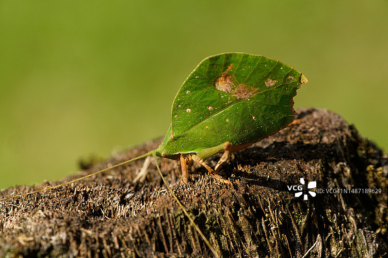 叶螽图片素材