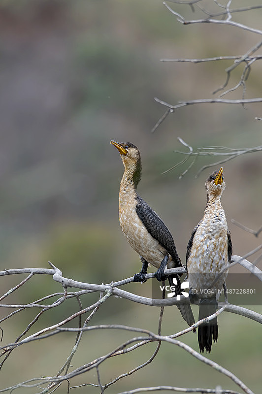 小斑鸬鹚图片素材