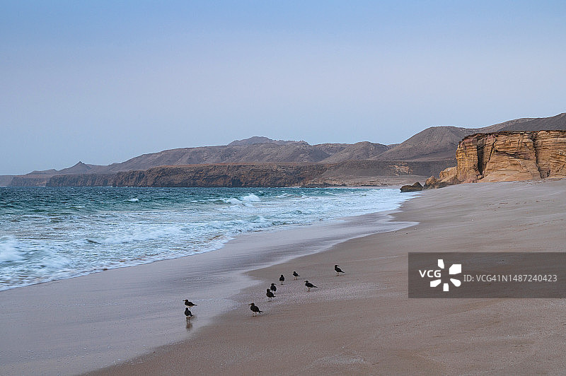 沙滩海鸥图片素材