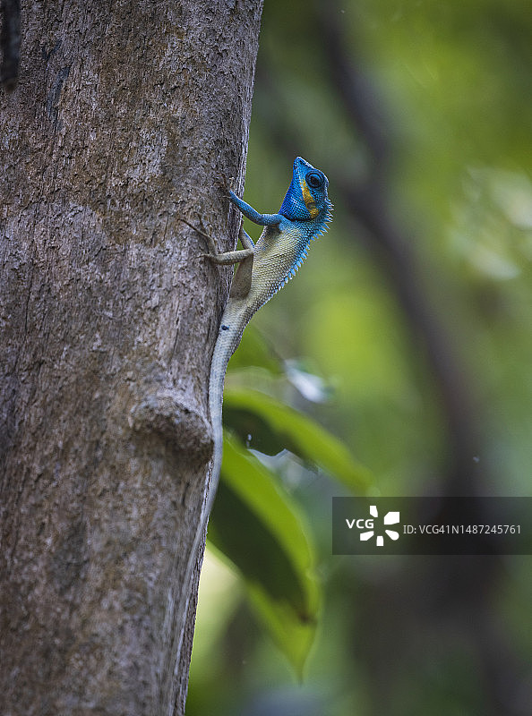 蓝色凤头蜥蜴图片素材