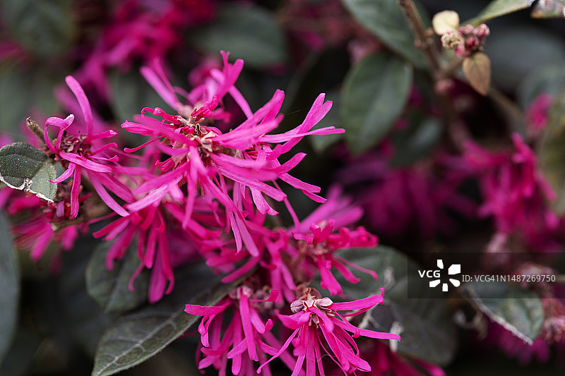 红花檵木图片素材