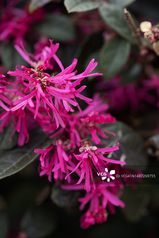 红花檵木图片素材