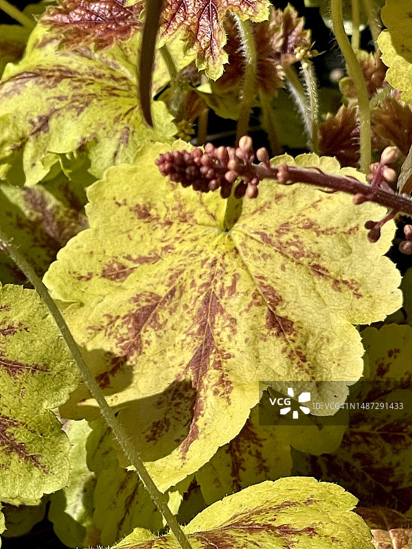 珊瑚钟植物叶子特写图片素材