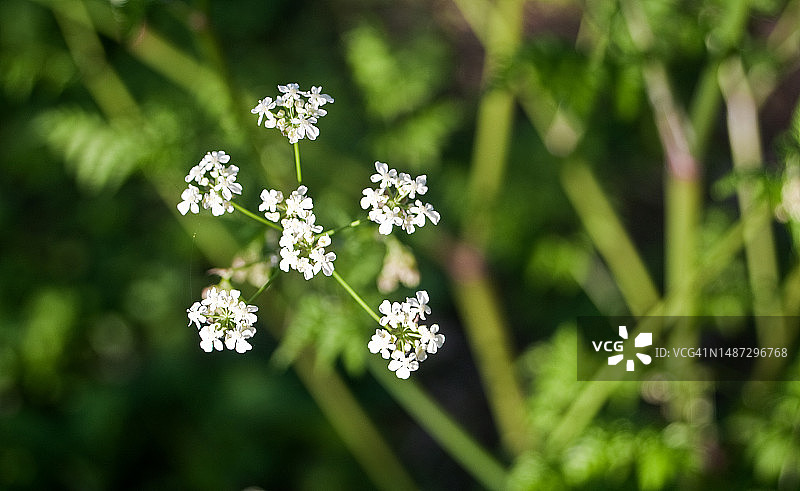 牛欧芹的伞形花序图片素材