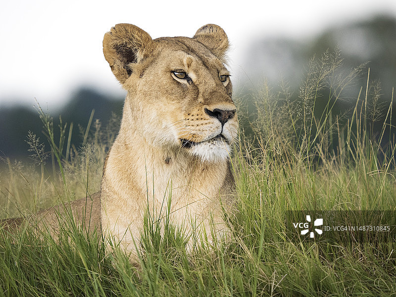休息在草地上的非洲雌狮图片素材