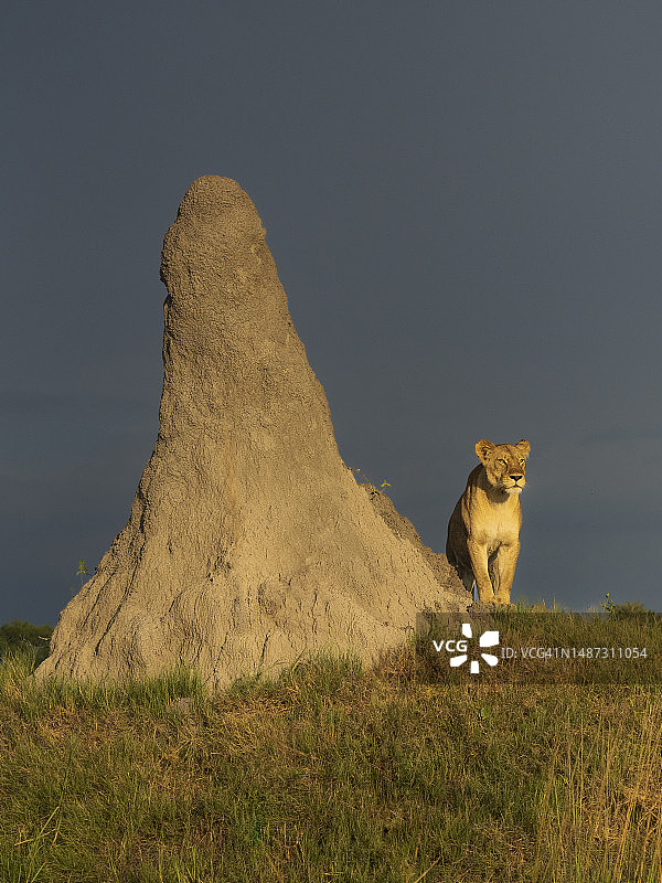 非洲母狮栖息于白蚁丘旁图片素材