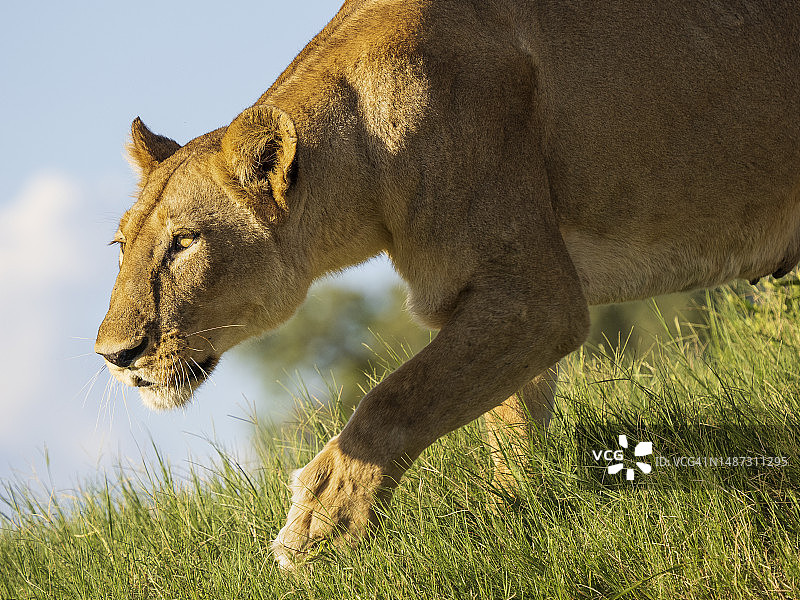 潜行的非洲母狮图片素材
