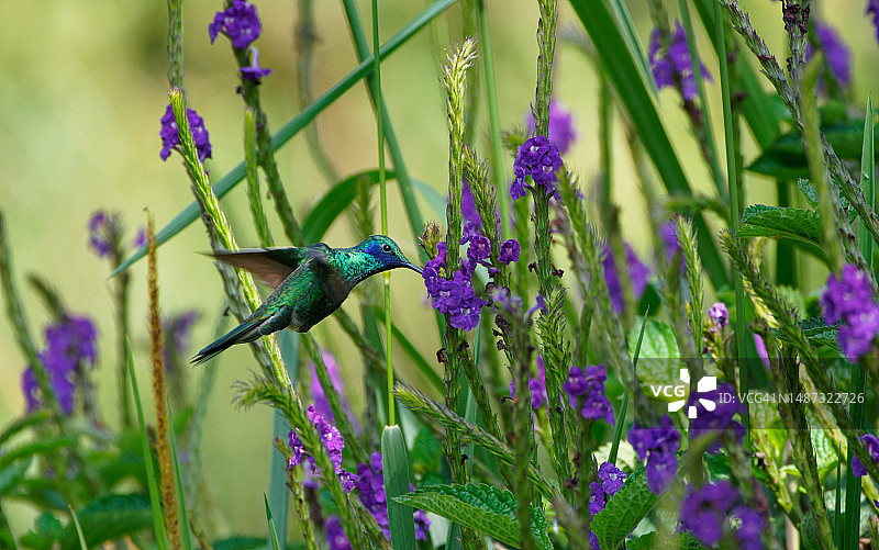 闪耀紫耳蜂鸟图片素材