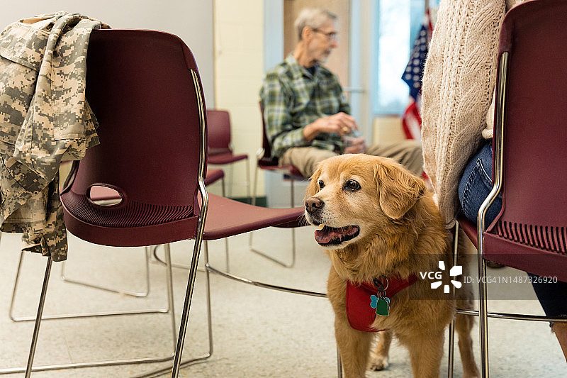 当看不见的人走进来进行团体治疗时，提供情感支持的动物站了起来图片素材