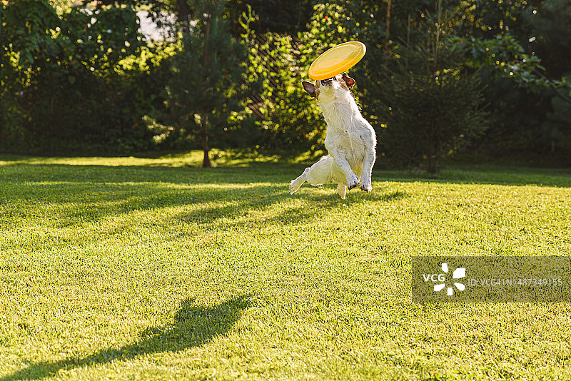 敏捷的狗跳跃捕捉空中飞盘，后院草坪上的飞盘狗训练图片素材
