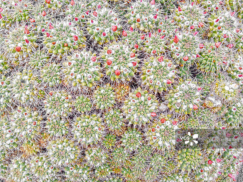 仙人掌花背景图片素材