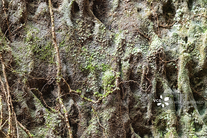 亚马逊丛林墙壁和植物纹理图片素材