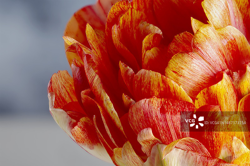 抽象背景上的水彩风格红黄色郁金香图片素材