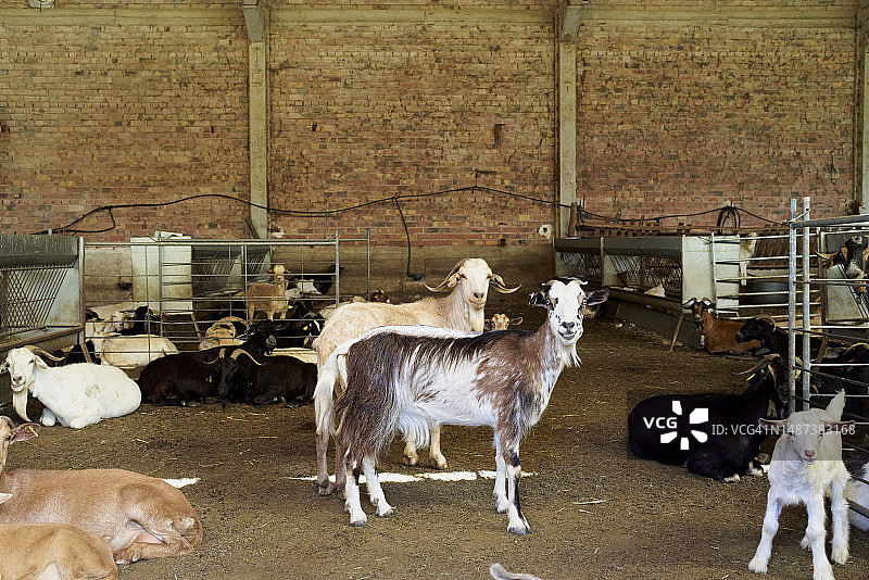 农舍内羊圈里的小羊羔站立着看向镜头，侧视图，无人图片素材