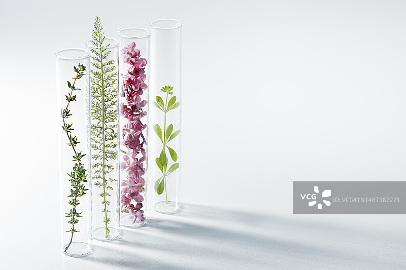 瓶装新鲜植物图片素材