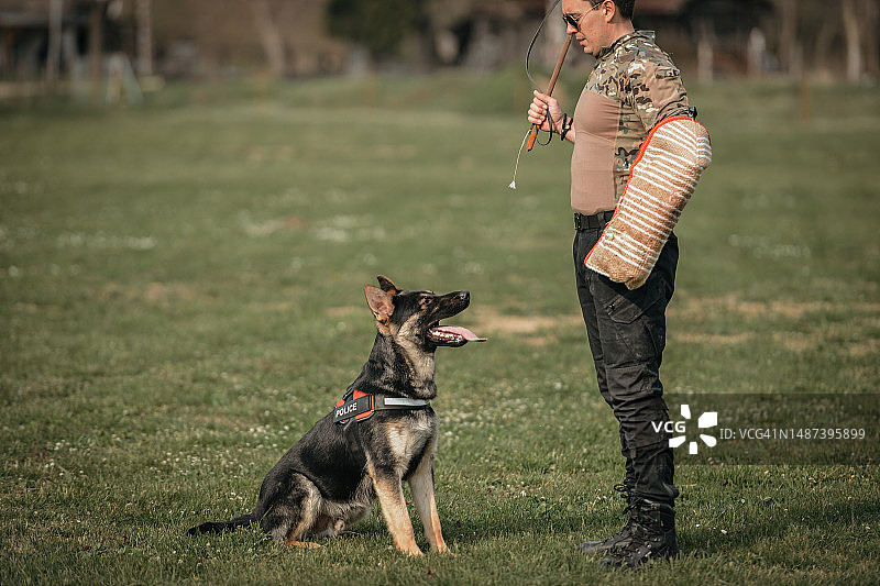 德国牧羊犬训练图片素材