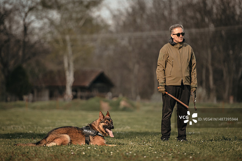德国牧羊犬训练图片素材