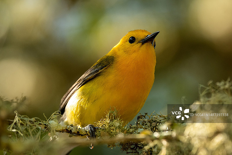 栖息在树上的美丽的黄色金莺图片素材