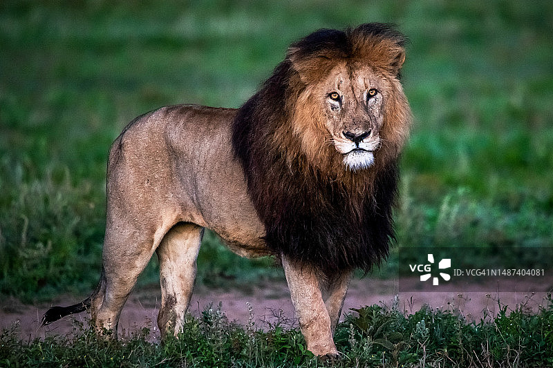 清晨光线下的非洲雄狮，恩戈罗恩戈罗火山口，坦桑尼亚图片素材