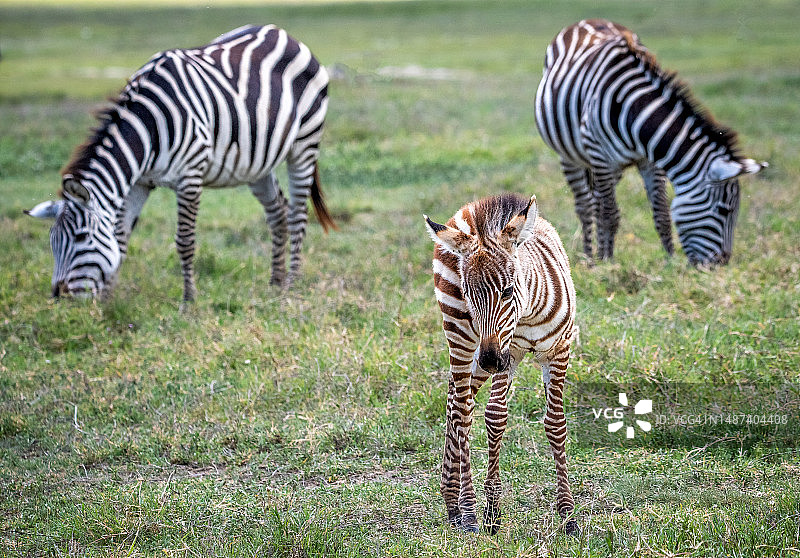 年轻的葛氏斑马和家人，恩戈罗恩戈罗火山口，非洲图片素材