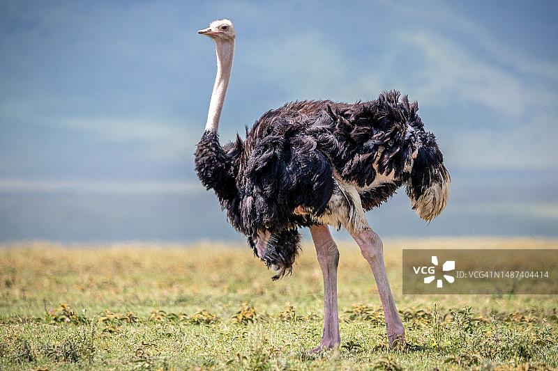 坦桑尼亚恩戈罗恩戈罗火山口保护区的马赛鸵鸟图片素材