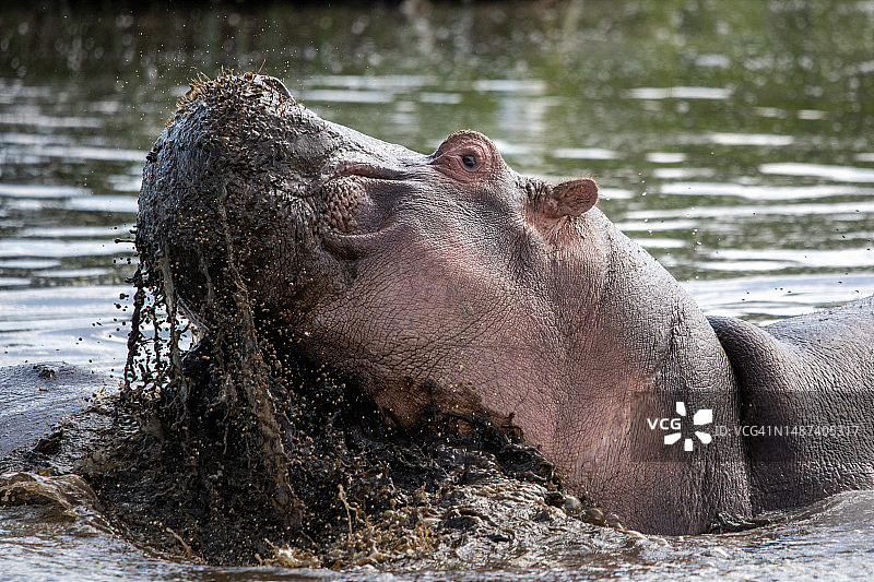 坦桑尼亚恩戈罗恩戈罗火山口保护区河马在水中嬉戏的特写图片素材